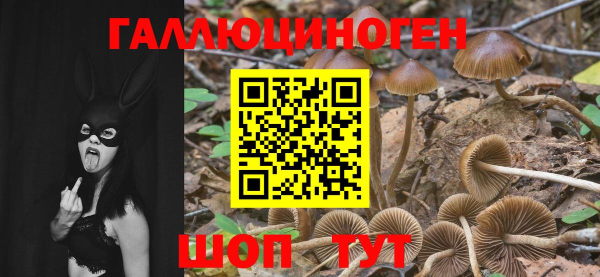 Вышний Волочёк  Псилоцибиновые грибы Psilocybe  Вход с VPN 